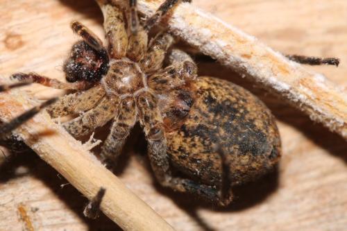 Zoropsis spinimana
